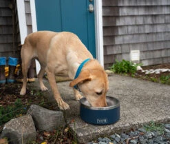 YETI Boomer Dog Bowls -Frost Gear Outlet Store yeti boomer dog bowls 82133.1651346661